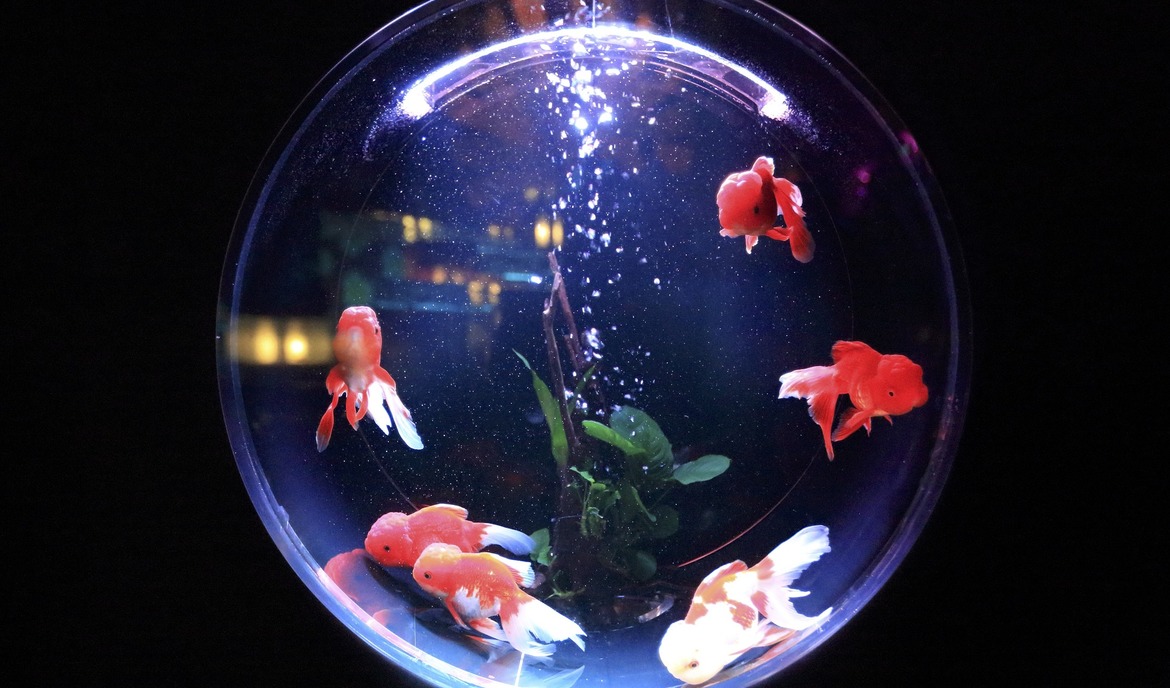 Aquarium Care with Aquaris